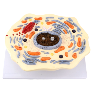 ENOVO颐诺动物细胞模型生物教学标本动物结构微观放大高尔基体线粒体生物课教学教具仪器核质微生物教学标本