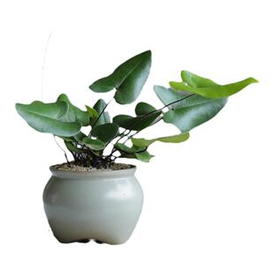 心愿蕨类办公室茶几室内桌面好养易活植物小盆栽工位绿植净化空气