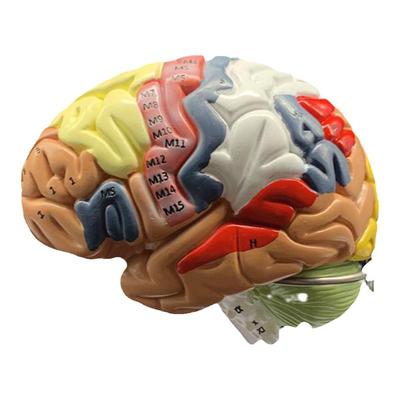 人体大脑分区血管解剖模型医学教学用可拆分附脑动脉神经教具玩具