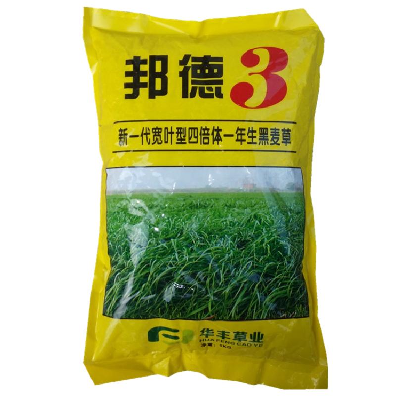 邦德种子新一代四倍体叶型兔鹅