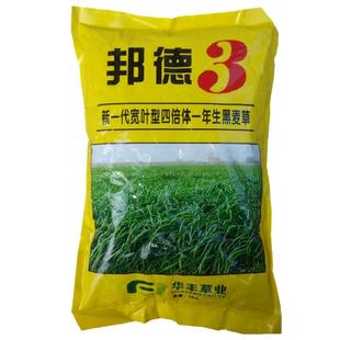 邦德黑麦草种子 新一代四倍体宽叶型牧草籽3 包邮 畜禽牛羊鱼兔鹅