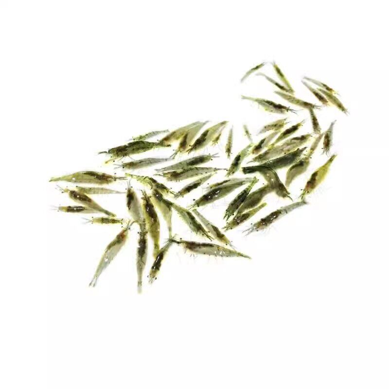 黑壳虾观赏淡水鲜活大河工具
