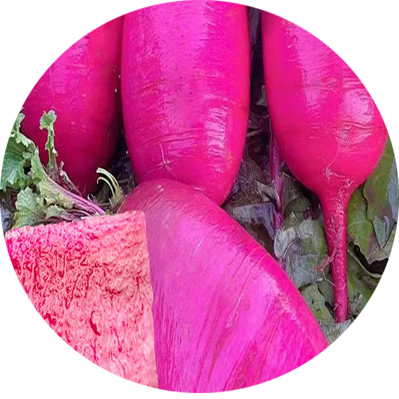 凤梨水果萝卜种子红心萝卜籽种沙窝樱桃萝卜生吃萝卜盆栽蔬菜种孑
