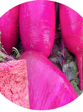 凤梨水果萝卜种子四季种植大全