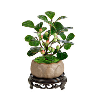 小盼菩提盆栽带果花盆树苗中式禅意盆景办公室绿植摆件创意好养活