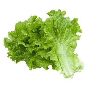 美国大速四季生菜苗子种苗大全春季夏季四季盆栽菜秧蔬菜秧苗种苗