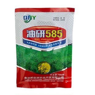 早熟杂交油菜种子油研585花籽粒大夹长粒贵州主推品种100g/袋