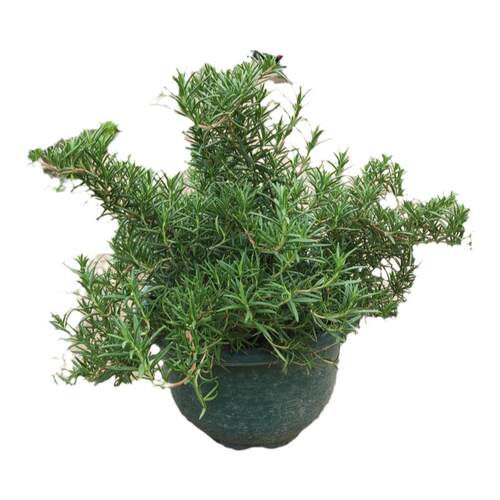 迷迭香大叶小叶食用香草花苗庭院植物花卉可驱蚊盆栽带原土球包邮