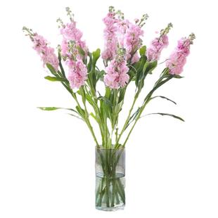 紫罗兰鲜花云南昆明基地直发办公室家庭水养瓶插鲜切花束礼品