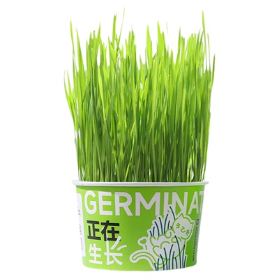 猫咪泡面猫草简单种植