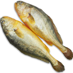 一斤2-3条黄花鱼新鲜海捕大黄鱼海鲜鲜活海鱼鲜鱼速冻生鲜顺丰