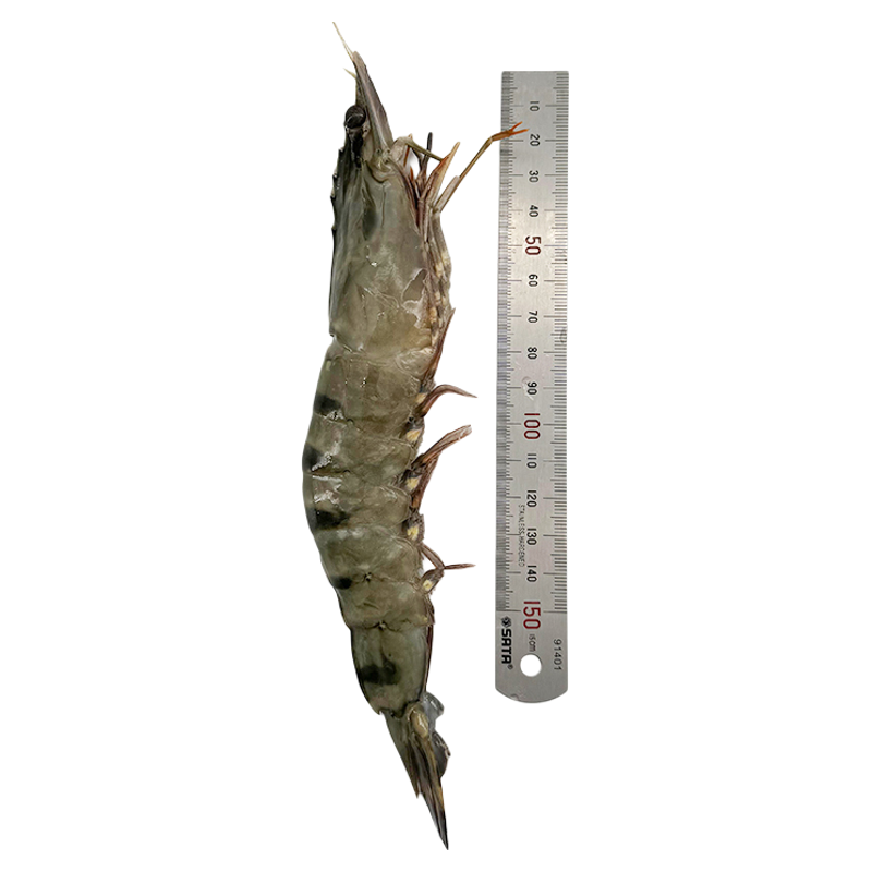 活冻鲜活海捕新鲜黑虎虾海鲜生鲜大虾类冷冻竹节虾鲜活冻虾