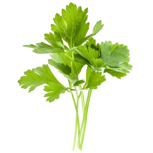 四季香菜种子苗大叶芫荽阳台种菜秋冬蔬菜盆栽种籽孑菜籽籽种大全