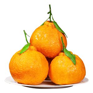 【商超品质】正宗四川不知火丑橘