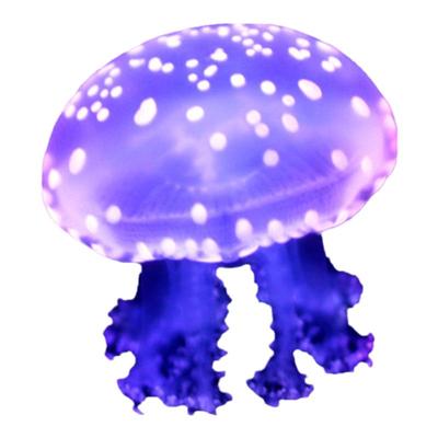 水母活物巴布亚海月赤月海水宠物