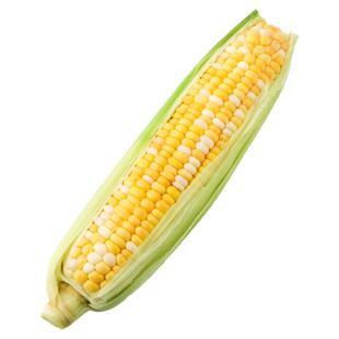 秋双甜385双色甜玉米种籽甜糯水果种子四季超甜粘农家糯春季夏种