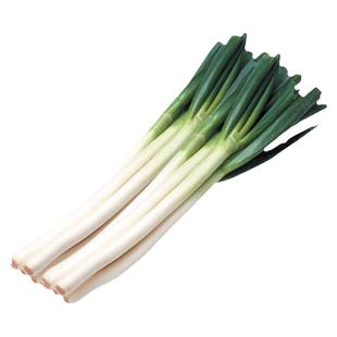 山东寿光气煞风大葱种子东北葱种种籽蔬菜孑葱种籽葱籽秋后菜种