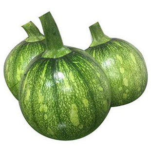 早熟西葫芦瓜种籽无蔓型小青瓜不爬藤小南瓜种子高产春秋季蔬菜孑