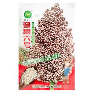 白高梁种子食用矮高粱种子白高梁种子高产春播白高粱糯粘高粱种子