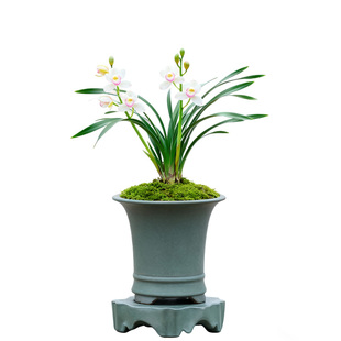 建兰玉娇兰花盆栽植物名贵兰草花苗国兰四季室内花卉兰花苗带花苞