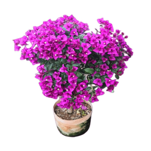 红花三角梅盆栽四季绿樱云南紫重瓣大花带土老桩花卉爬藤庭院植物