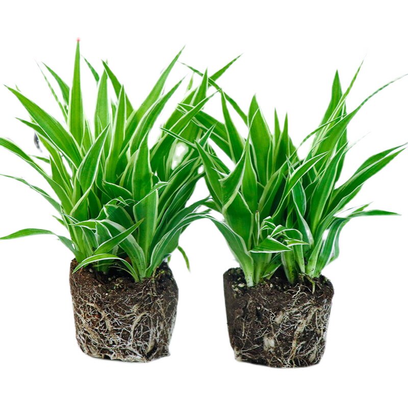 盆栽室内水培植物吊兰植物满天星