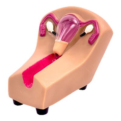 蓝蝶女性宫内避孕器医学教具