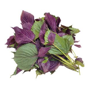 【沁蕊】紫苏叶新鲜香料紫 带梗酒店鱼虾蟹海鲜去腥现摘现发