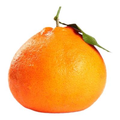 【9999+回购】正宗耙耙柑包甜！