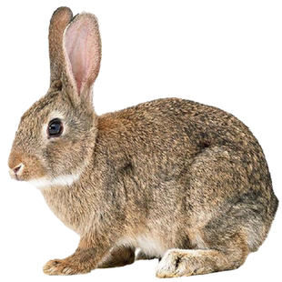 兔活物大型肉兔一对起包邮幼兔成年大兔食用家养兔比利时兔子活体