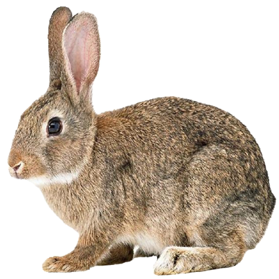 包邮成年食用家养比利时大型肉兔