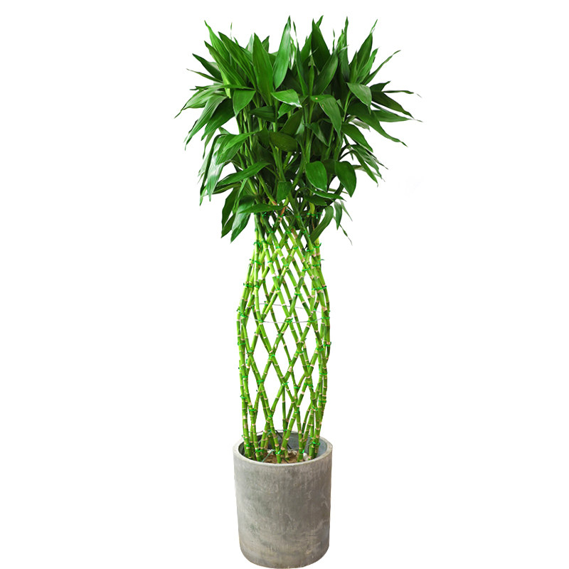 绽放四季富贵竹耐阴观叶转运植物