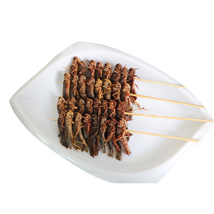 网红蚂蚱串昆虫蝗虫串酥脆蚱蜢串特色油炸烧烤商用冷冻半成品食材