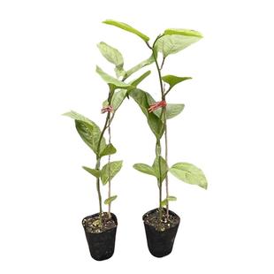 钦蜜9号黄金百香果树果苗百香果苗广西嫁接四季种植荔枝耐寒植物