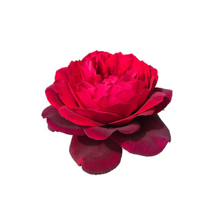 粉荔枝不眠之夜黑魔术说愁学院转蓝浪漫比克可爱绿双人芭蕾四季开