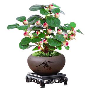 四季带果子小盼菩提树盆景办公室内水培好养禅意花卉小绿植物盆栽