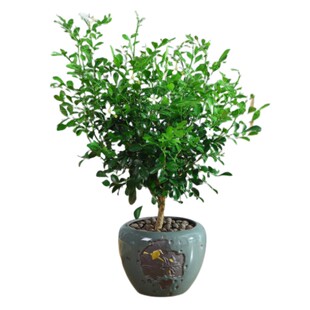 九里香盆栽四季开花驱蚊植物室内花卉树苗七千里老桩水培绿植庭院