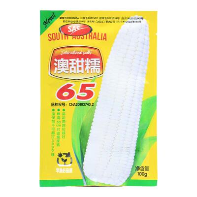 澳甜糯65澳早60白糯玉米种子高产杂交粘甜玉米白甜糯玉米种籽孑