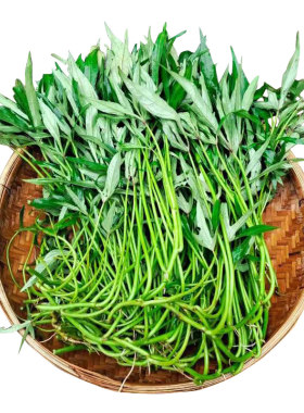 广西食叶型红薯苗五叉叶新品种