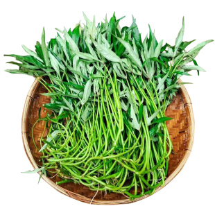 红薯叶苗 新品种 食叶型地瓜叶广西五叉吃叶番薯苗秧红苕尖不结薯