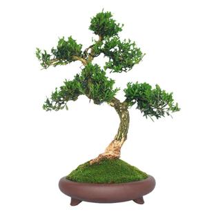 提根黄杨盆栽老桩造型盆景皱皮小叶植物庭院窗台好养绿植一物一拍