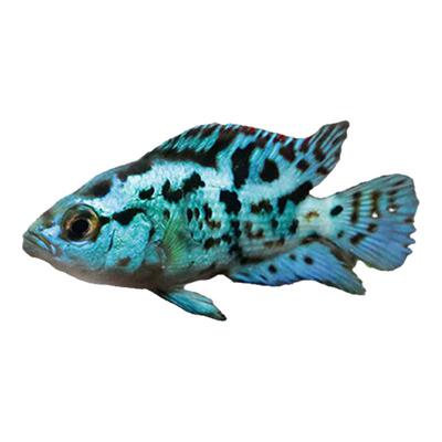 三湖慈鲷银河星钻鱼美洲