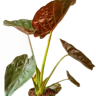 小椿日和 柠檬千年芋海芋 科纳咖啡稀有绿植观叶室内耐阴庭院阳台