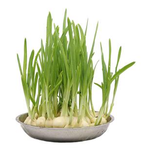 蒜苗种籽山东紫皮大蒜头种子孑土培水培蒜黄种植盆栽四季收获3次
