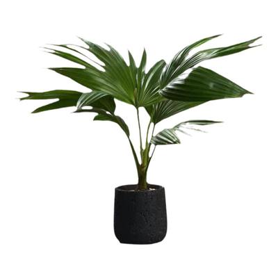 桌面客厅室内绿植小盆栽发财树植物日式中古诧寂风绿植办公室懒人