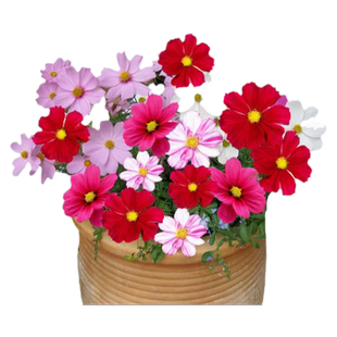 波斯菊花种子格桑花种籽子多彩多季播种开花好活花籽庭院室外种孑