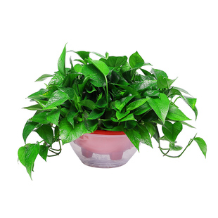 绿萝盆栽室内新房家用绿植水培植物花卉办公室客厅大叶长藤绿箩
