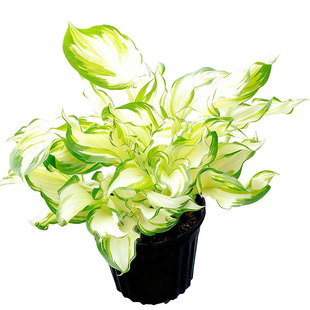 玉簪花苗室外观叶植物庭院绿化耐阴好养园林花镜耐寒花叶金边花卉