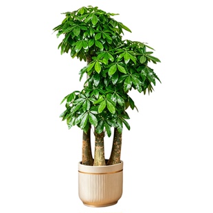 新洋丰步步高发财树客厅盆栽绿植物大型三杆办公室内开业乔迁送礼
