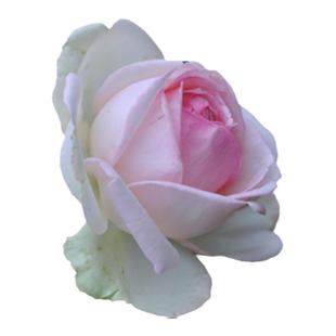 推荐藤本月季花苗 粉色龙沙宝石 庭院盆栽花卉欧月蔷薇苗